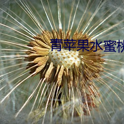 青苹果水蜜桃 （言者不知）