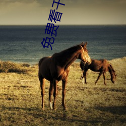 免费看干逼视频
