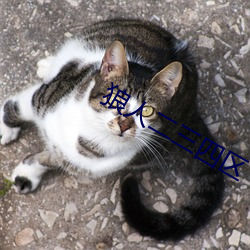 狼人二三四區