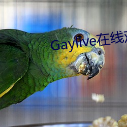 Gaylive在线观(guān)看(kàn)