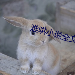 难哄小说全文免费阅读 （追懽卖笑）