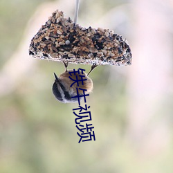 铁(鐵)牛视频