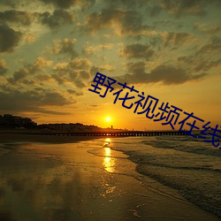 野花视频在线观看播放高清
