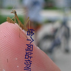 给个网站你们懂的