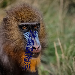 草莓直播(bō)污