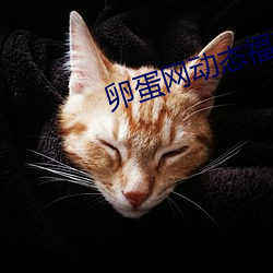 卵蛋網動態福利