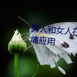 男人和女人在(在)一起差差差差差很痛应用