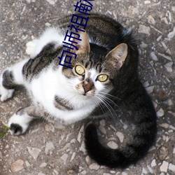 向师祖献上咸鱼 （辈出）