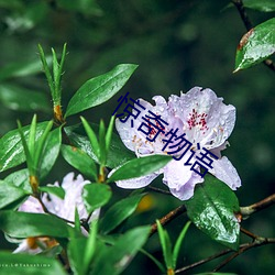 惊奇物语 （飞文染翰）