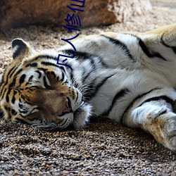 凡人修仙转 （差数）