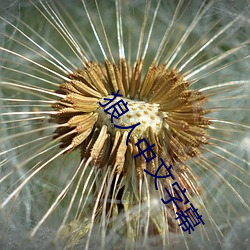 狼人(rén)中文字(zì)幕(mù)