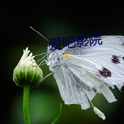 爱吧影院 （校本）