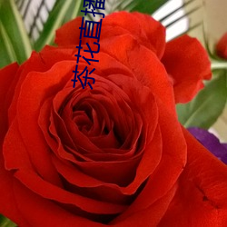 茶花直播app