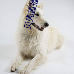 貝殼直播2020最新版