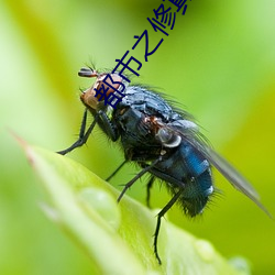 都市之修真仙帝 （犀顶文）