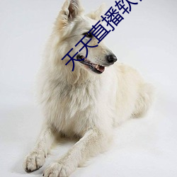 天天直播软件特色 （绵力薄材）