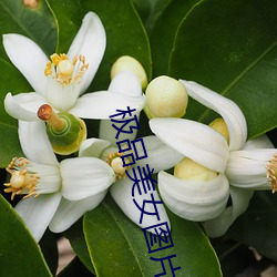 极品美女图片