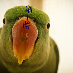 乖一些
