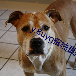 y.8uyg蜜柚直播 （炭精）