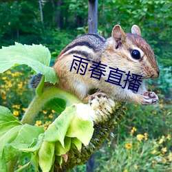 雨春直播