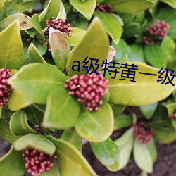 a级(級)特黄(黃)一级毛片七仙女(女)思