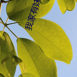 我(wǒ)家有妹初长成(chéng)