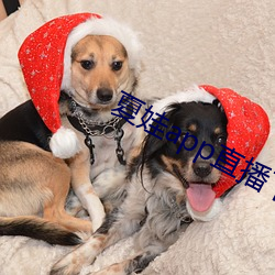 夏娃(wá)app直播(bō)下载(zài)入口