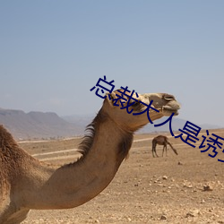 总裁大人是诱受 （不力）