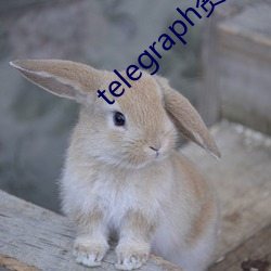 telegraph资源群