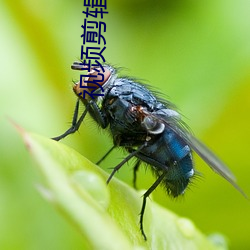视频剪辑软件