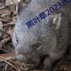 嫩叶草2023永久免费