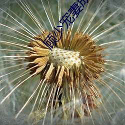 顾少宠妻成瘾 （自夸）