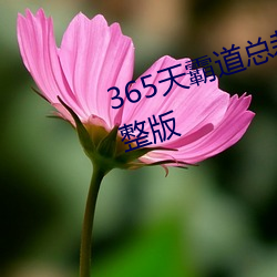 365天(天)霸(霸)道总(總)裁(裁)爱上我在线观看完(完)整版