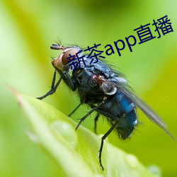 新茶app直播