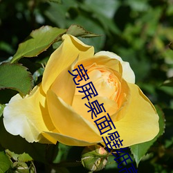 寬屏桌面壁紙高清