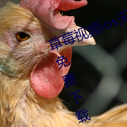 草莓視頻ios無限看絲瓜視頻絲瓜視免費下載星辰影視