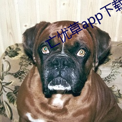亡憂草app下載
