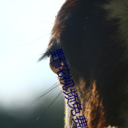 野花(huā)视频免费观(guān)看