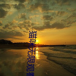猫咪无(wú)限观看