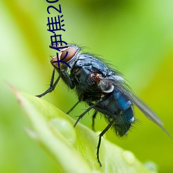 大伊焦2022一区(區)三区