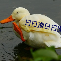 日(rì)日撸日日操