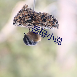岳母小说