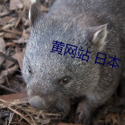 黄网(wǎng)站 日本