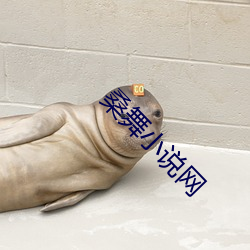 桑舞小说网