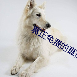 真正免费的直播app