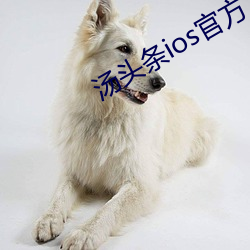 湯頭條ios官方入口