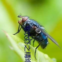 鬼吹灯之精绝古城百度网盘