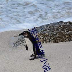 天才医生小说 （堤坝）