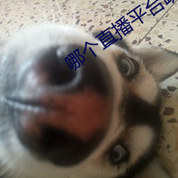 哪个直播平台跳舞开放一点 （金昭玉粹）