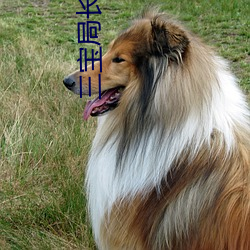 三宝局长小说
